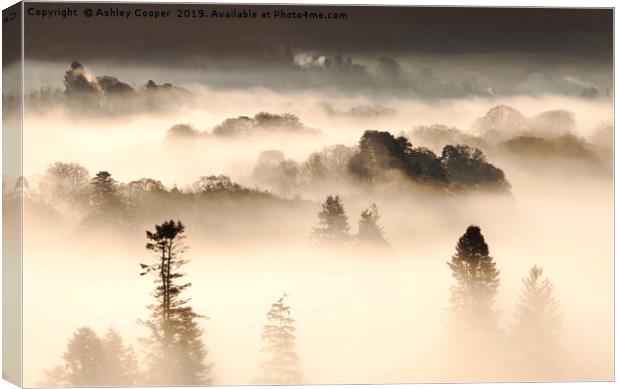 Magic forest. Canvas Print by Ashley Cooper