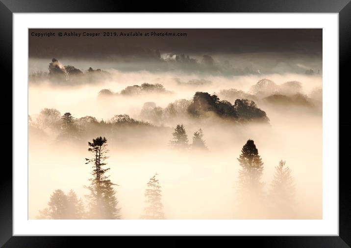 Magic forest. Framed Mounted Print by Ashley Cooper