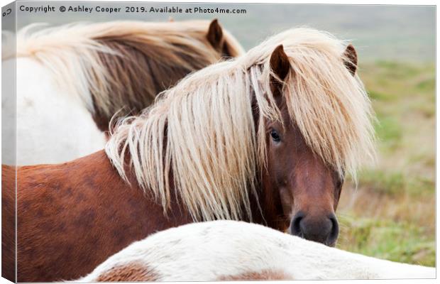 Iceland pony. Canvas Print by Ashley Cooper