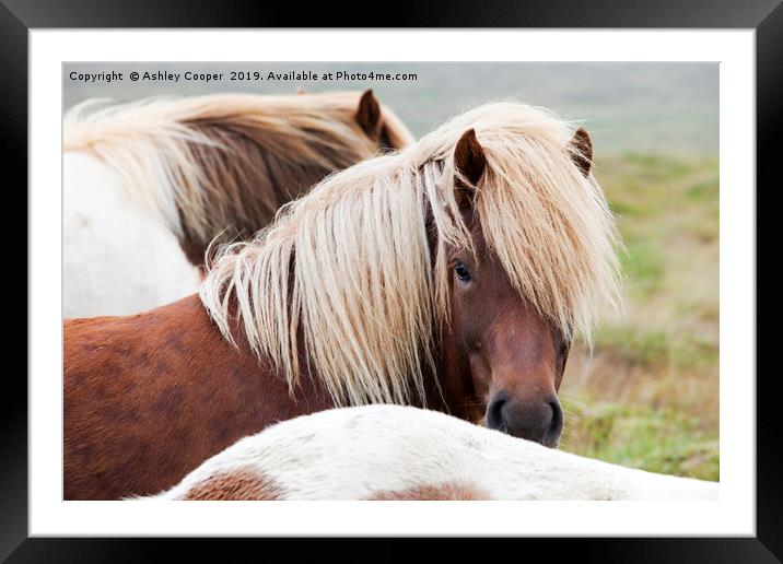 Iceland pony. Framed Mounted Print by Ashley Cooper