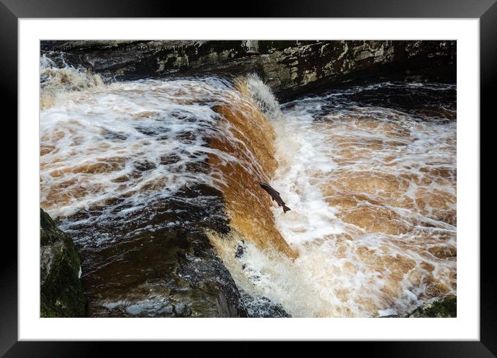 Salmon Leaping Framed Mounted Print by Peter Stuart