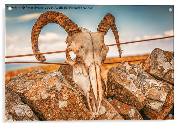Ram's Skull on the summit of Buckden Pike Acrylic by Peter Stuart