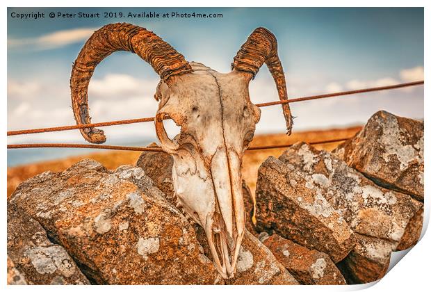 Ram's Skull on the summit of Buckden Pike Print by Peter Stuart