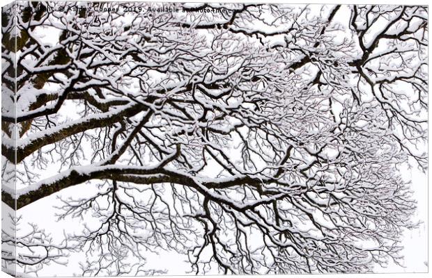 The branches Canvas Print by Ashley Cooper
