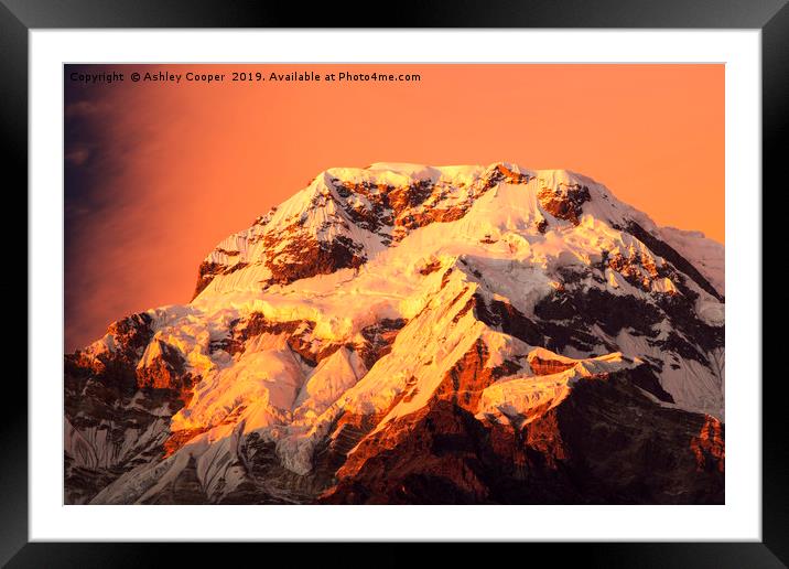 Annapurna afterglow. Framed Mounted Print by Ashley Cooper