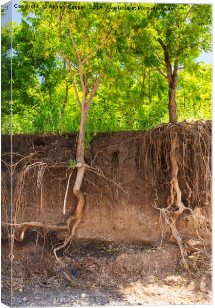 root system. Canvas Print by Ashley Cooper