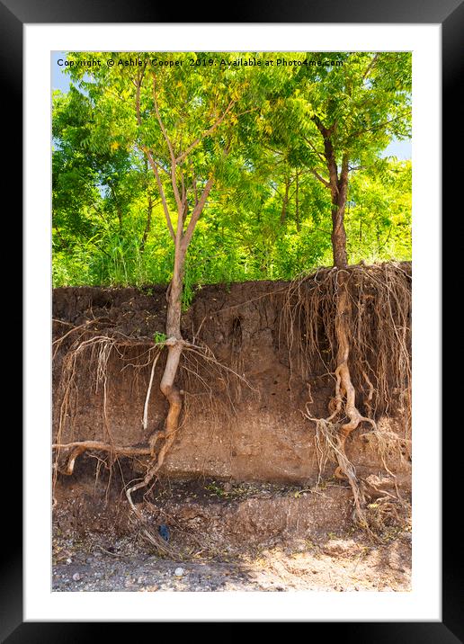 root system. Framed Mounted Print by Ashley Cooper