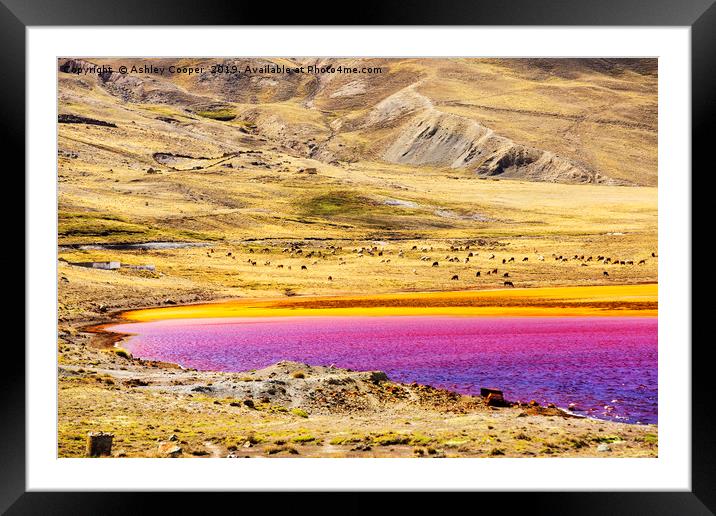 Purple Lake. Framed Mounted Print by Ashley Cooper