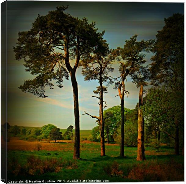 Tall Pines Canvas Print by Heather Goodwin