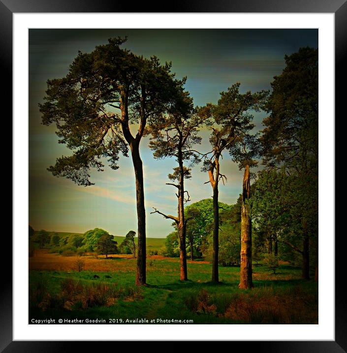 Tall Pines Framed Mounted Print by Heather Goodwin
