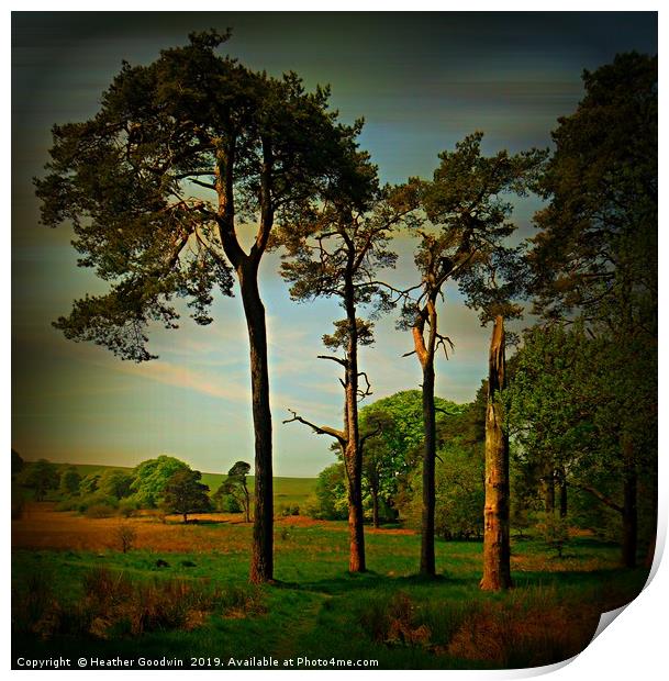 Tall Pines Print by Heather Goodwin