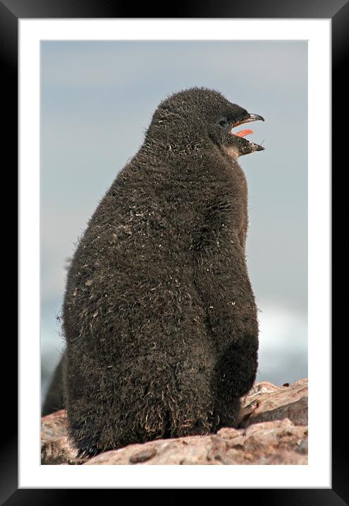 Adelie Penguin chick 3 Framed Mounted Print by Ruth Hallam