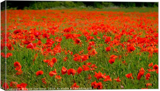 Field of Red  Canvas Print by David Tomlinson