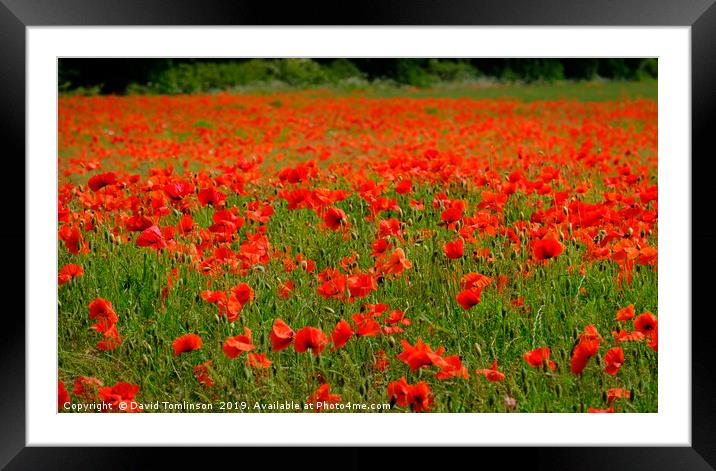 Field of Red  Framed Mounted Print by David Tomlinson