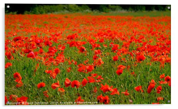 Field of Red  Acrylic by David Tomlinson
