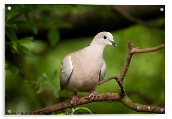 Collared dove wild bird in a tree Acrylic by Simon Bratt LRPS