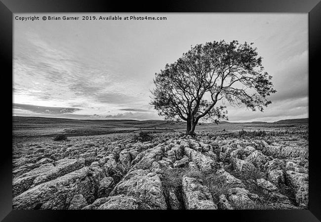 Malham Lone Tree Framed Print by Brian Garner