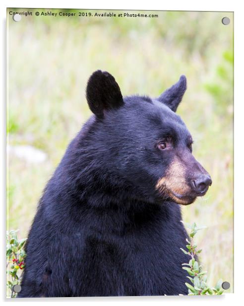 Black Bear. Acrylic by Ashley Cooper