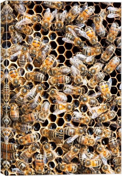 Bees. Canvas Print by Ashley Cooper