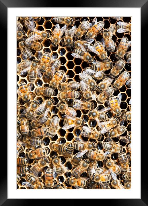 Bees. Framed Mounted Print by Ashley Cooper