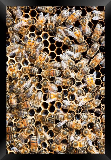 Bees. Framed Print by Ashley Cooper
