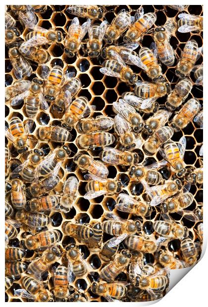 Bees. Print by Ashley Cooper