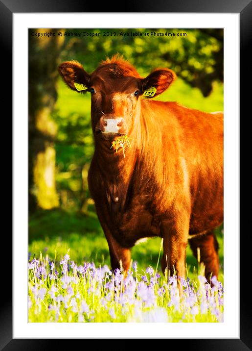 Brown cow. Framed Mounted Print by Ashley Cooper