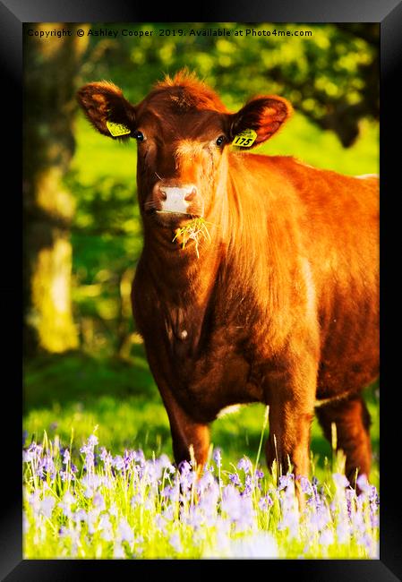 Brown cow. Framed Print by Ashley Cooper