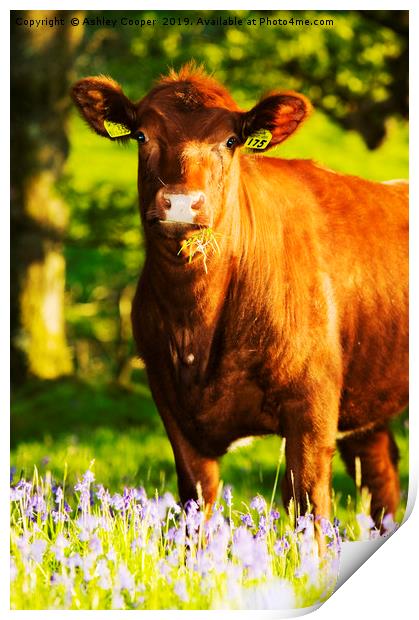 Brown cow. Print by Ashley Cooper
