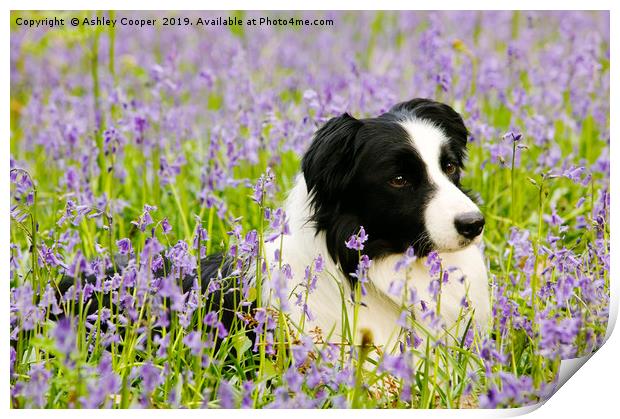 Border Collie. Print by Ashley Cooper