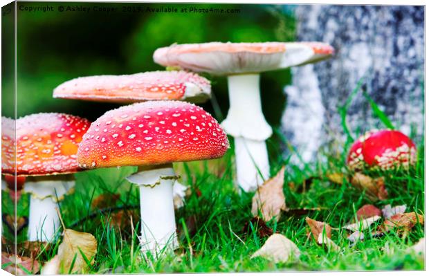 Fly Agaric fungi Canvas Print by Ashley Cooper