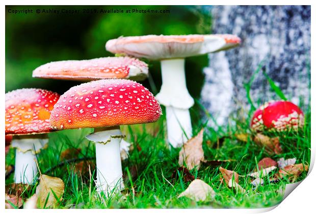 Fly Agaric fungi Print by Ashley Cooper