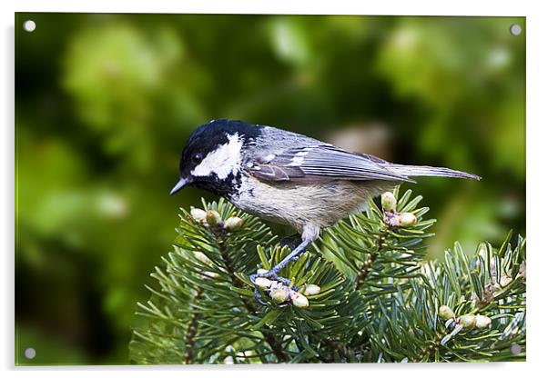 Coal Tit Acrylic by Brian Beckett