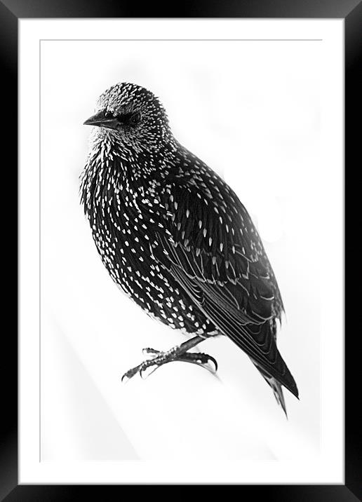 Starling Framed Mounted Print by Brian Beckett