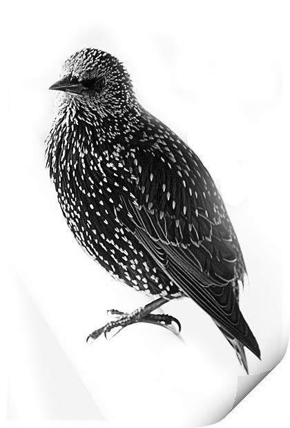 Starling Print by Brian Beckett