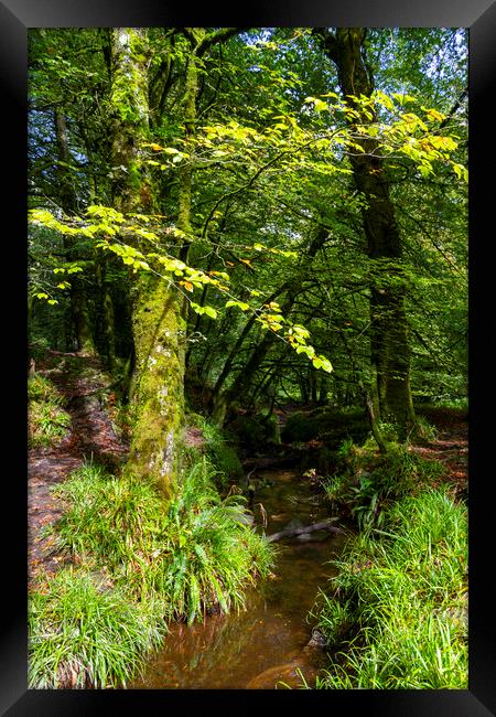 Golitha Falls Woodland Scene Framed Print by Carolyn Barnard