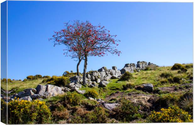 Lone Tree in Dartmoor National Park Canvas Print by Carolyn Barnard