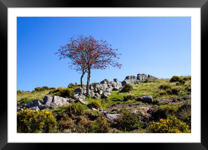 Lone Tree in Dartmoor National Park Framed Mounted Print by Carolyn Barnard