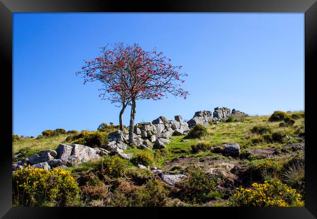 Lone Tree in Dartmoor National Park Framed Print by Carolyn Barnard