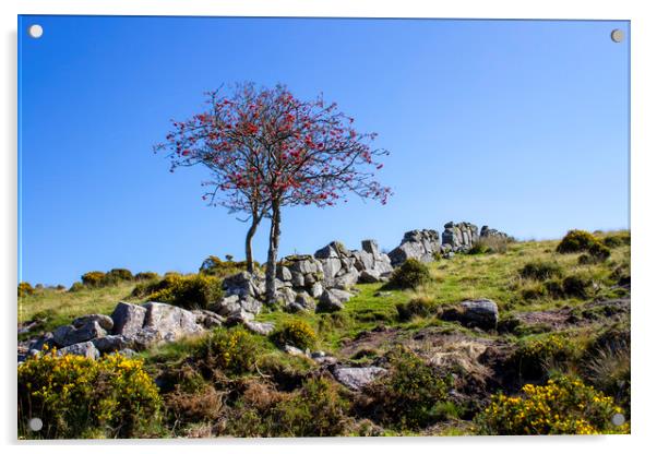 Lone Tree in Dartmoor National Park Acrylic by Carolyn Barnard