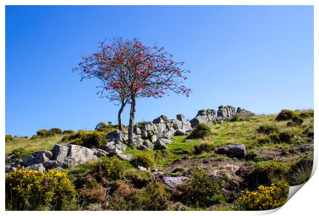 Lone Tree in Dartmoor National Park Print by Carolyn Barnard