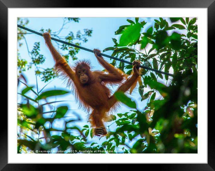 Orangutan Framed Mounted Print by raymond mcintosh
