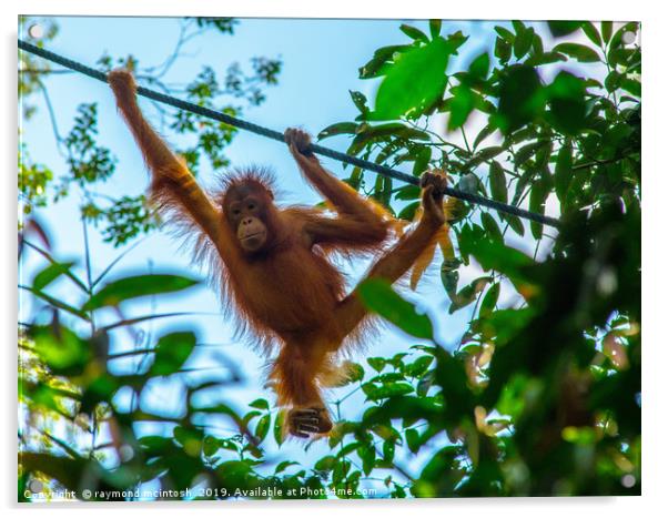 Orangutan Acrylic by raymond mcintosh