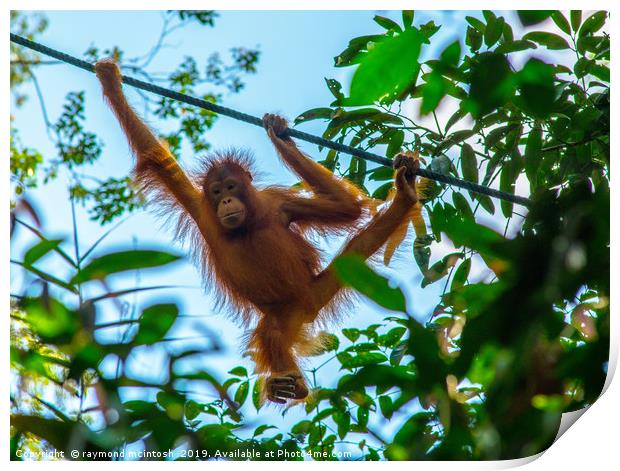 Orangutan Print by raymond mcintosh