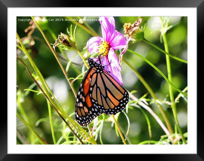 Monarch Butterfly Framed Mounted Print by Frankie Cat