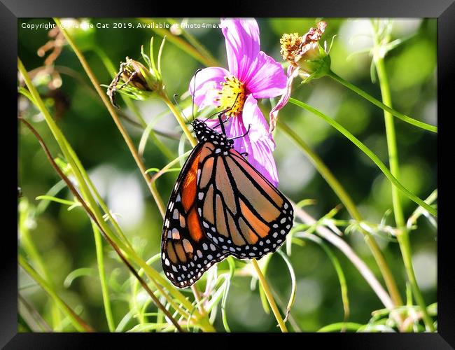 Monarch Butterfly Framed Print by Frankie Cat