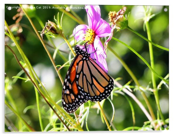 Monarch Butterfly Acrylic by Frankie Cat