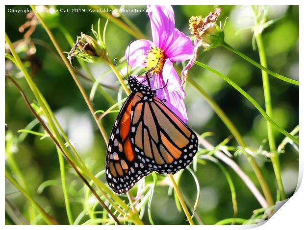 Monarch Butterfly Print by Frankie Cat