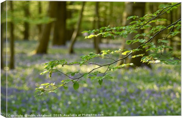 The Bluebell Woods at Arlington Sussex Canvas Print by robin whitehead