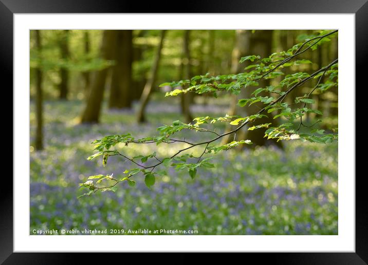 The Bluebell Woods at Arlington Sussex Framed Mounted Print by robin whitehead